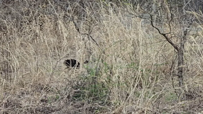 Bear on the road in Sendai - 스레드 이미지 1