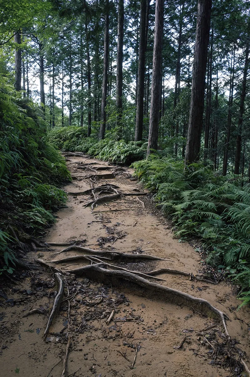 熊野古道の巡礼 — クマの危険はどれくらい現実的か？ - 帖子图片 1