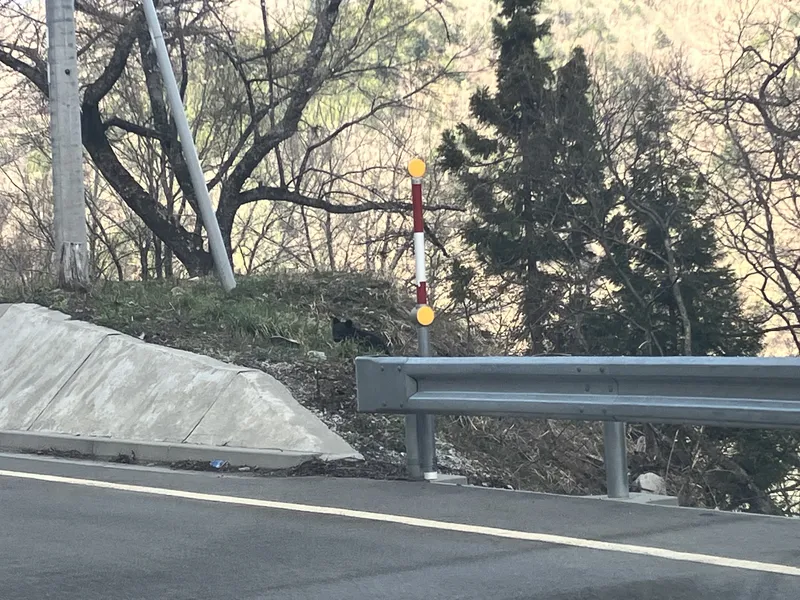 出没照片 2