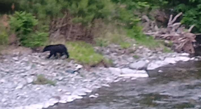 コミュニティ - クマの安全に関する議論 - クママップ