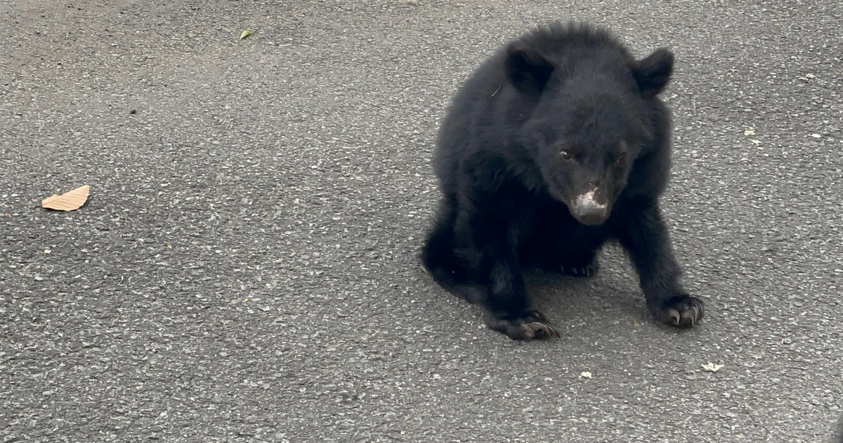 ツキノワグマ出没 青森県十和田市 (2026年4月21日) #0302 - クママップ