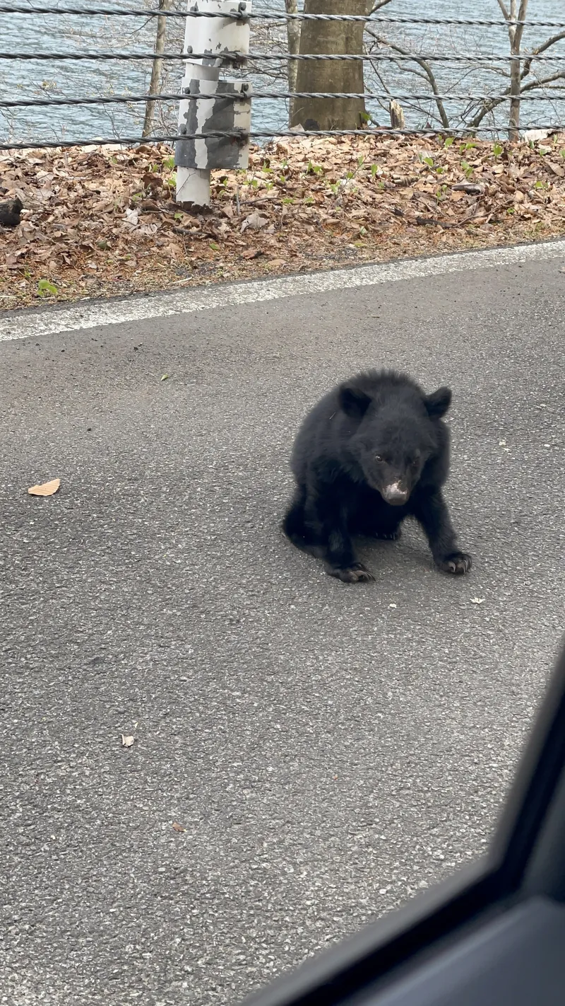 ツキノワグマ出没 青森県十和田市 (2026年4月21日) #0302 - クママップ