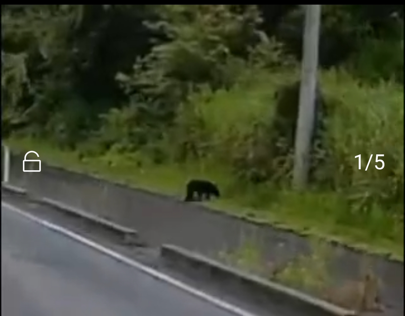 17日~23日発送できません  ゆきぐま ツキノワグマ出没 宮城県大和町 吉岡天皇寺東 (2026年7月16日) #23D7
