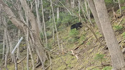 出沒照片 2