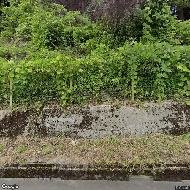 Yanaizu Kotsubaki, Fukushima