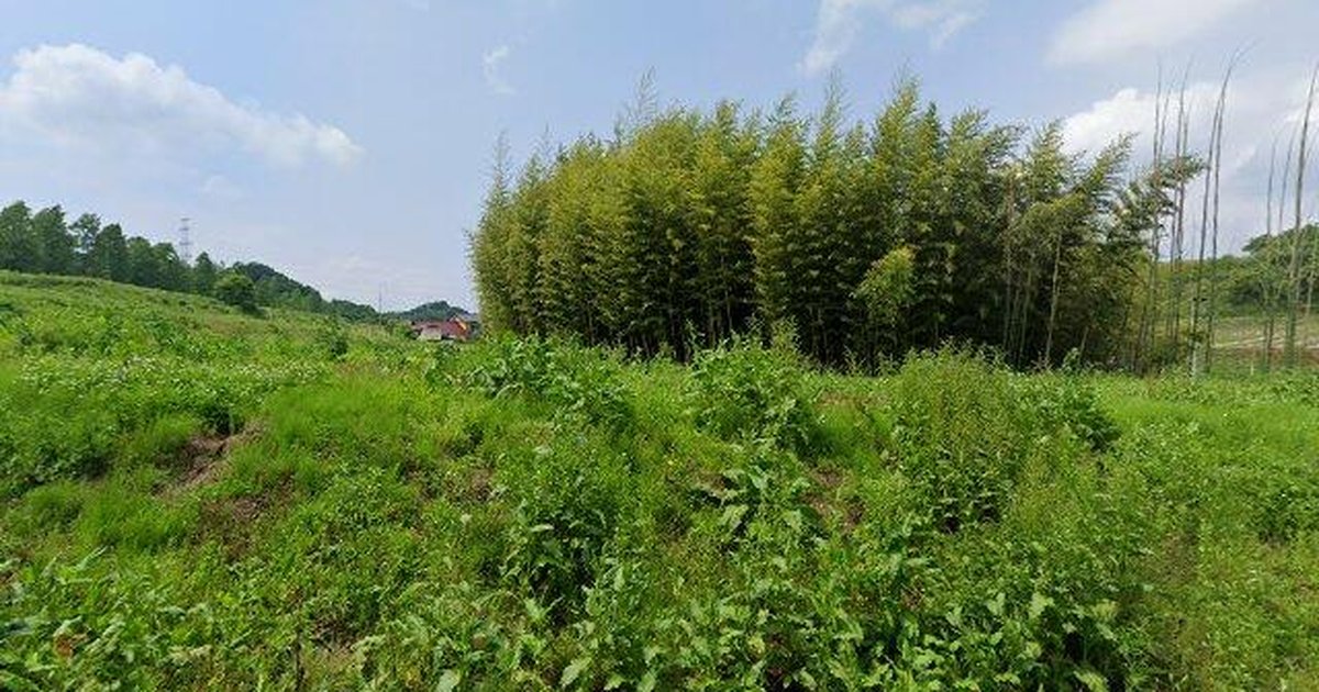ツキノワグマ出没 福島県三春町斎藤字仁井道主要地方道須賀川三春線 ツキノワグマ出没 福島県三春町斎藤字仁井道主要地方道須賀川三春線