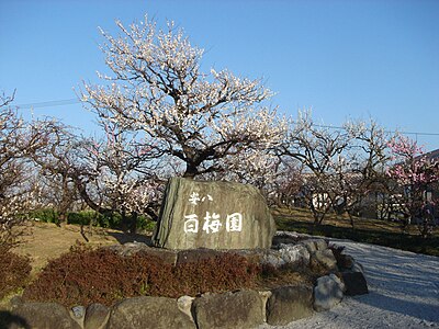 Ampachi