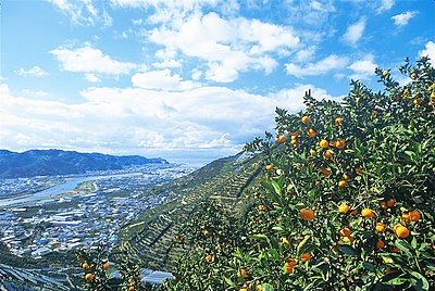 有田市