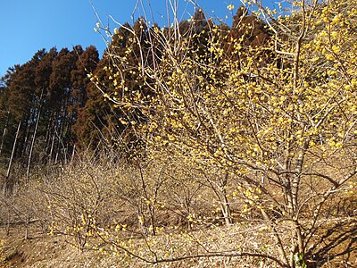 Matsuda