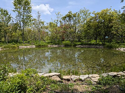 Forest of Tranquility
