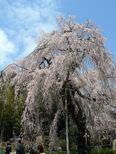 広島市佐伯区