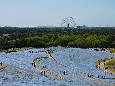国営ひたち海浜公園