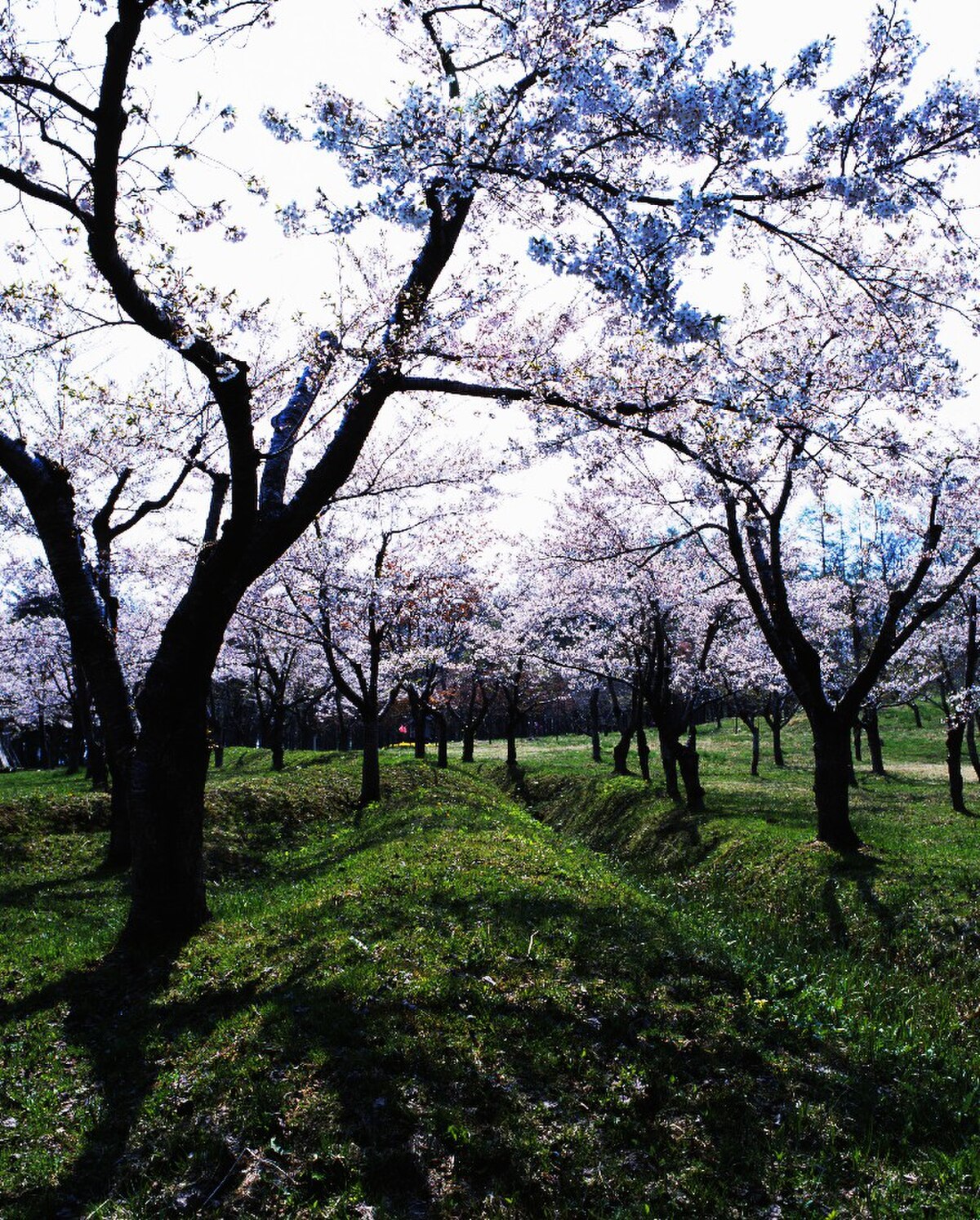 厚沢部町