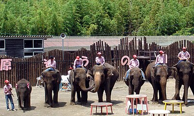 Ichihara Elephant Kingdom