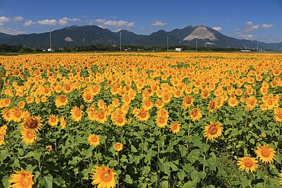 いなべ市