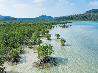 Iriomote Island