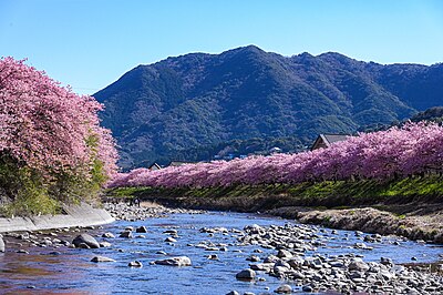 Kawazu