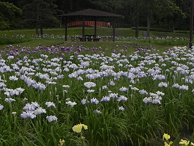 Memuro