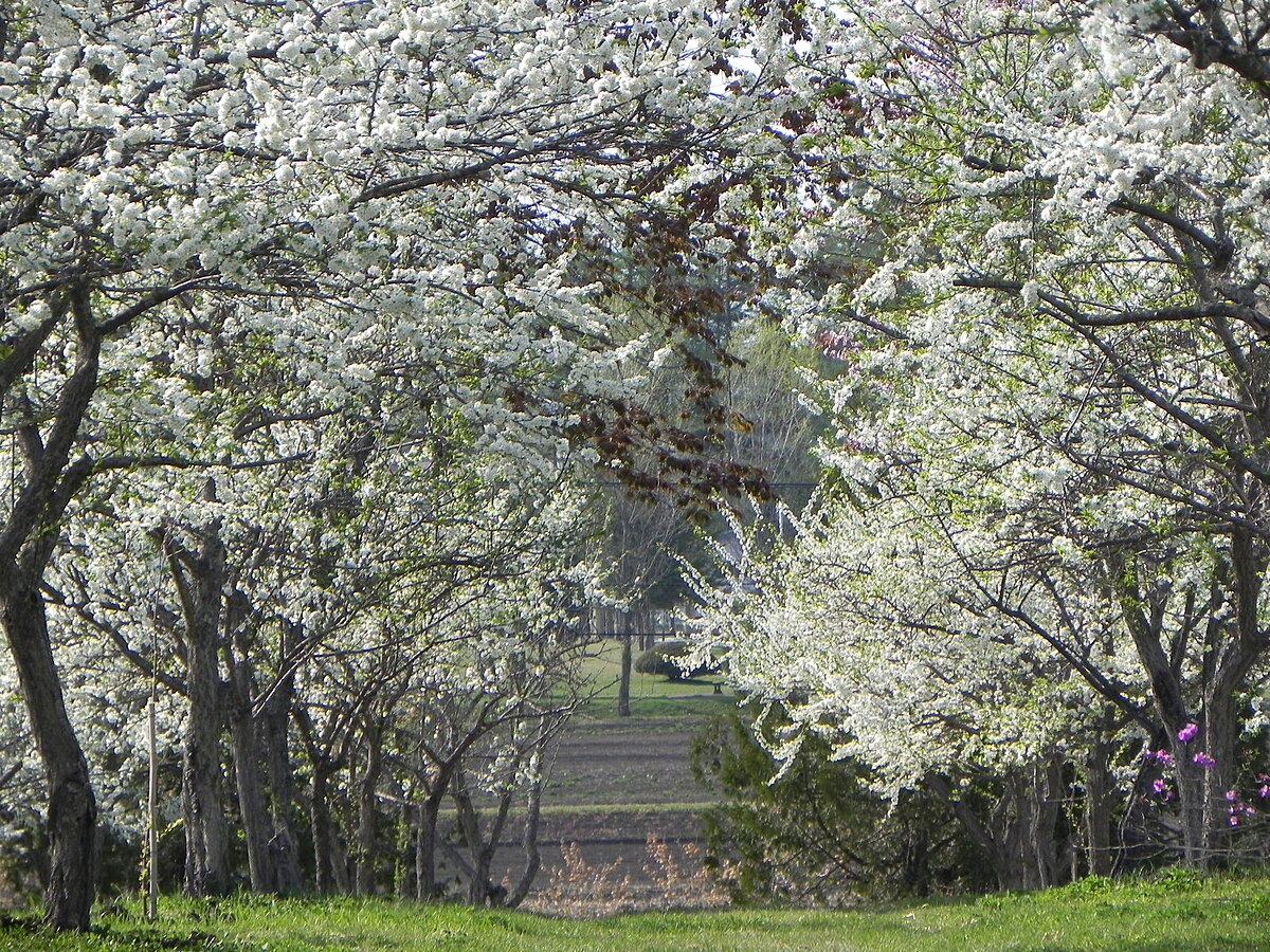 更別村
