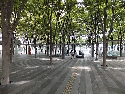櫸樹廣場