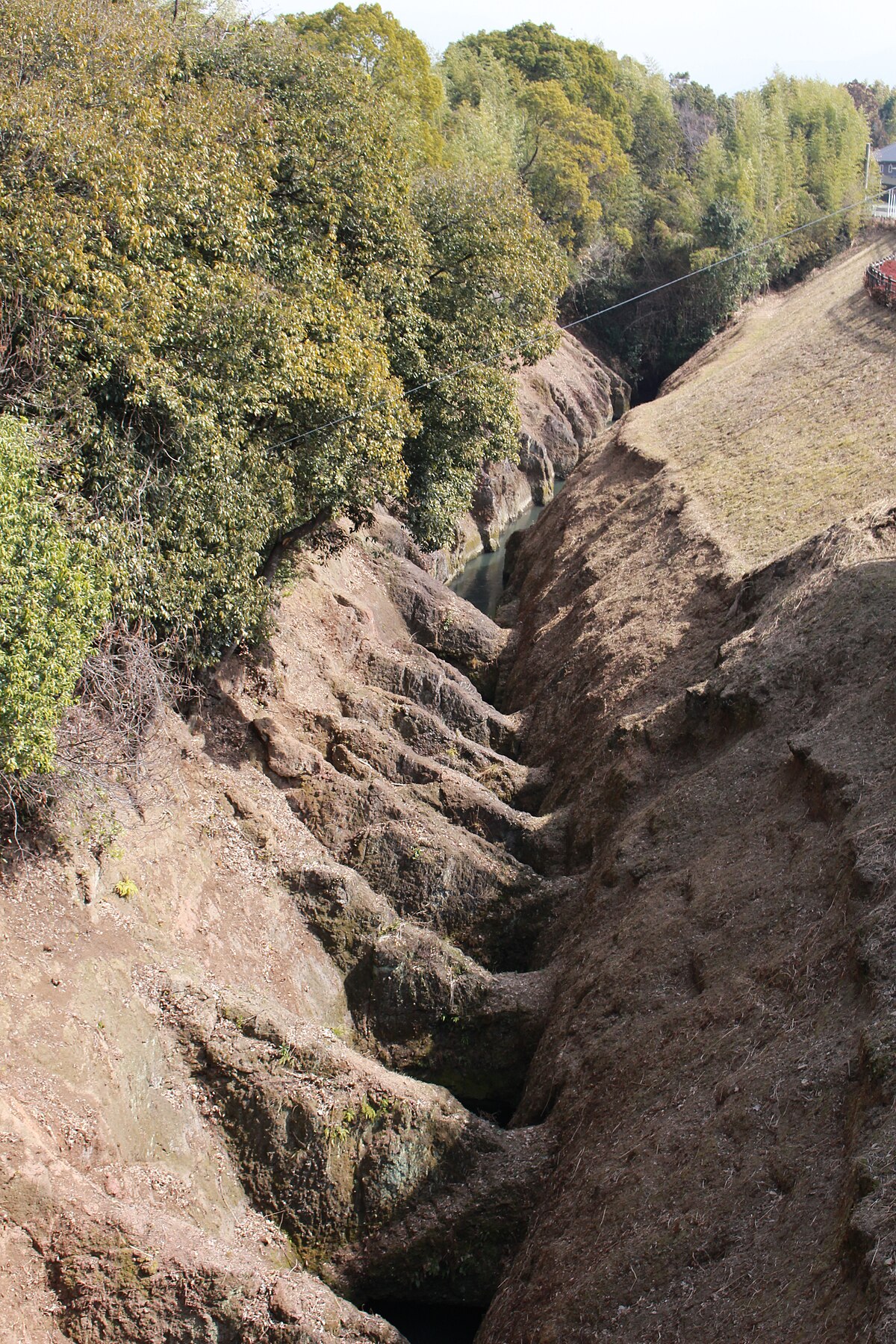 Kikuyo
