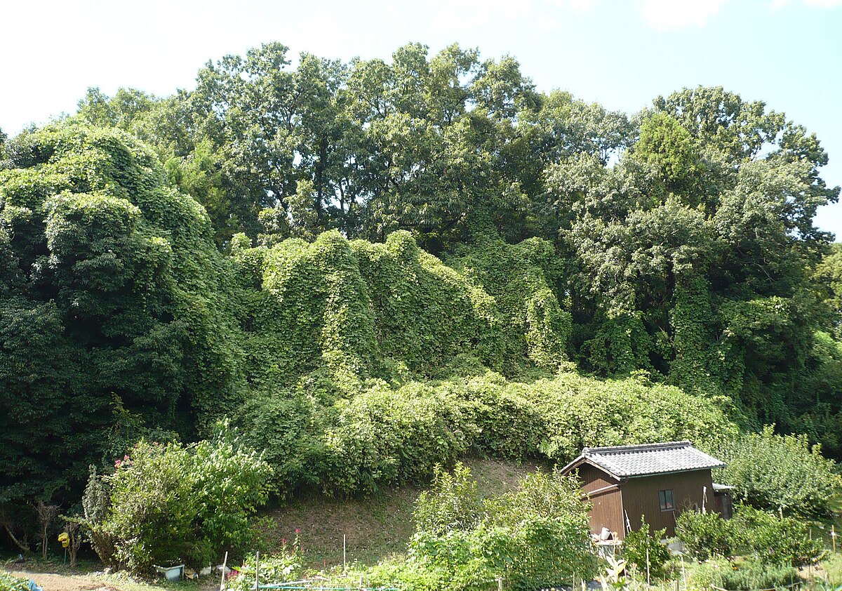 Kammaki