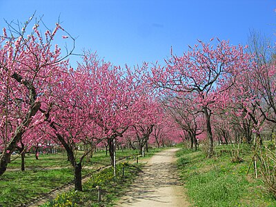 古河市