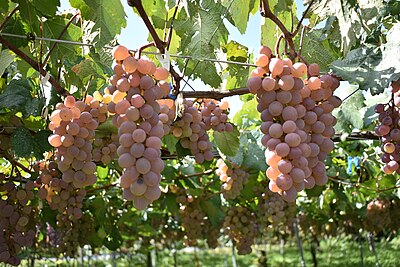 Koshu