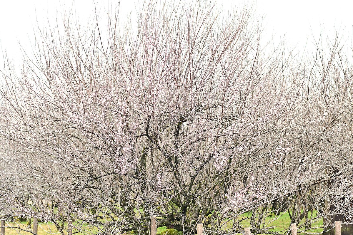 新富町