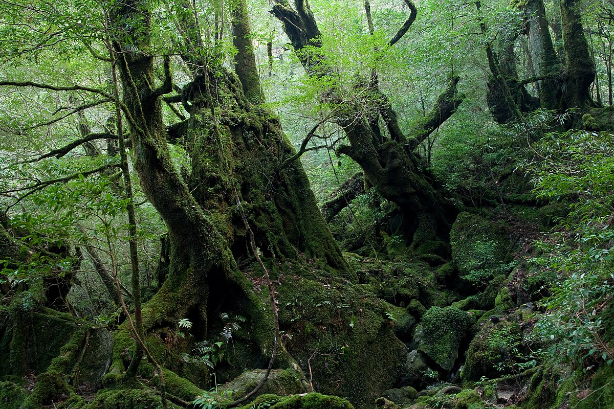 Yakushima