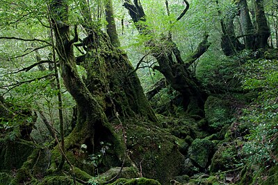 屋久島町