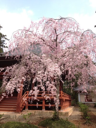 松虫寺