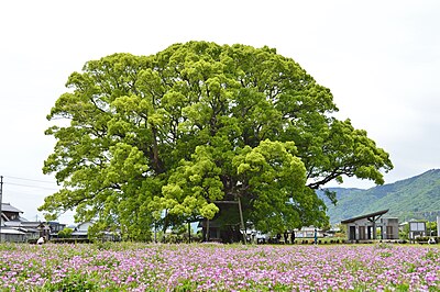 東みよし町