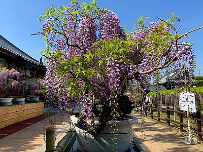石井町