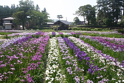Nagai