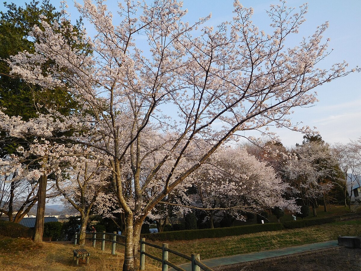 桜川市