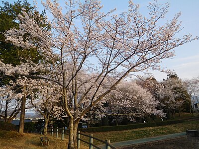 Sakuragawa