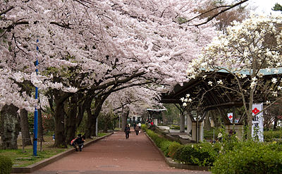 Miyagino Ward, Sendai
