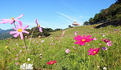 四国中央市