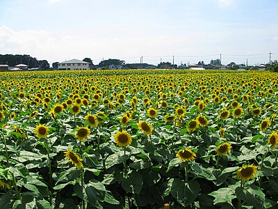 野木町