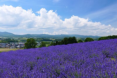 上富良野町