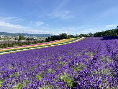 中富良野町