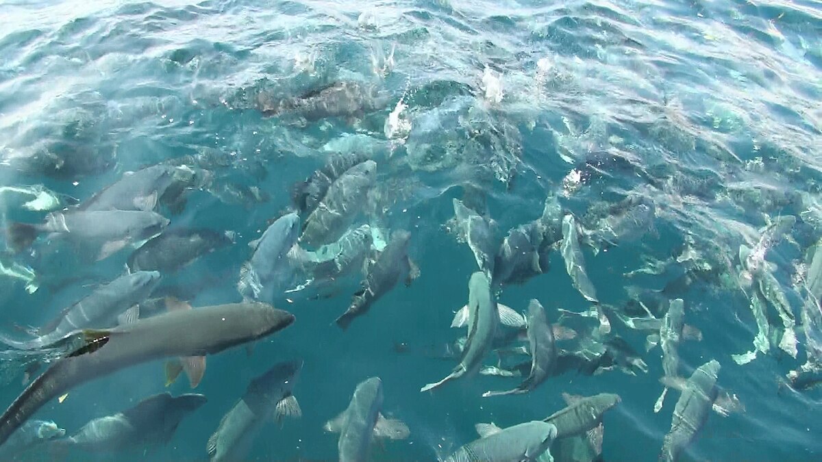 鯛之浦