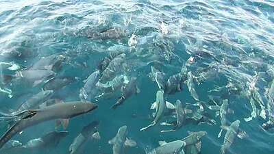 鯛の浦