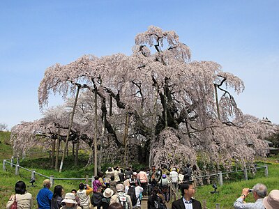 三春町