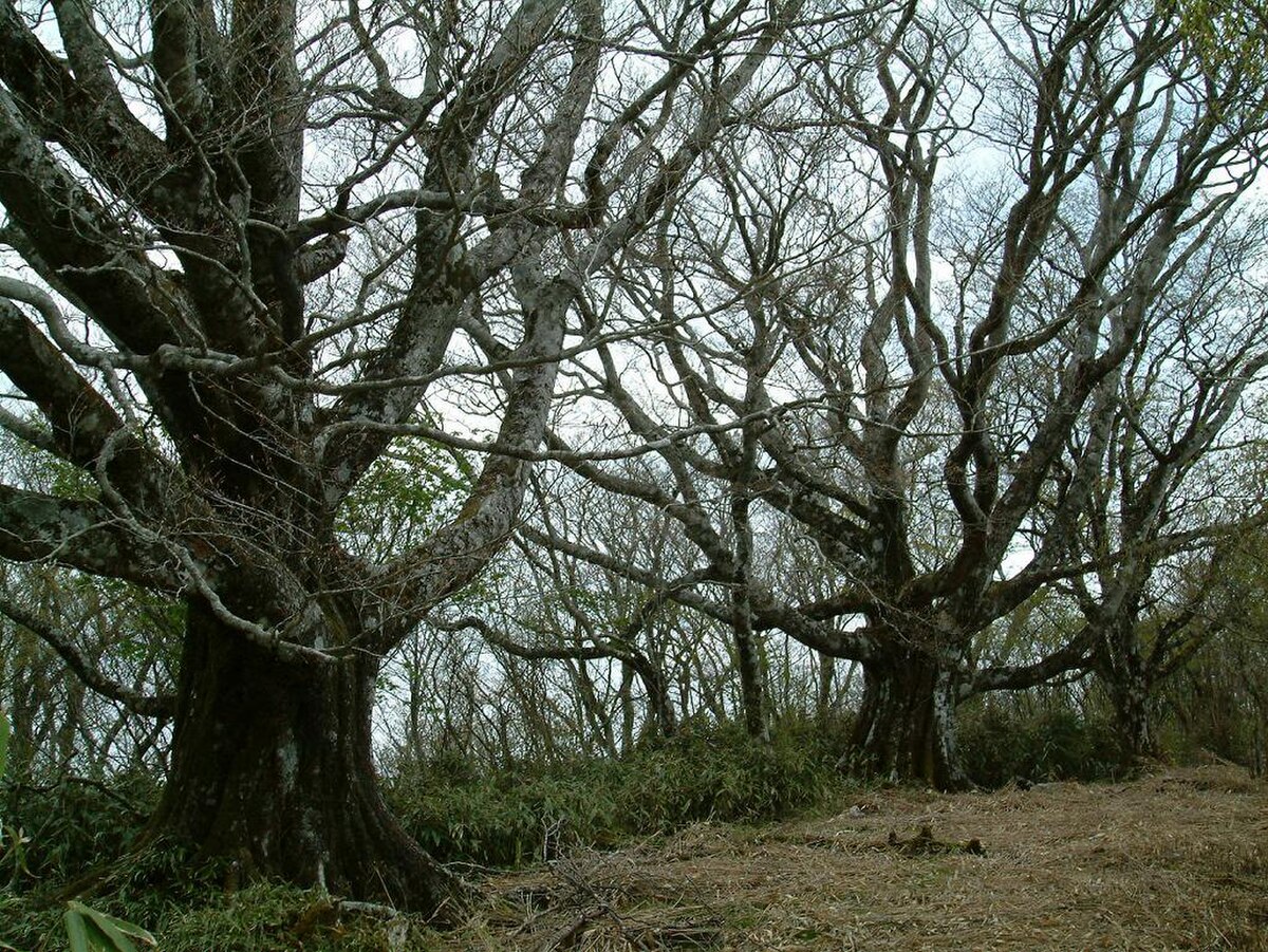 大川村