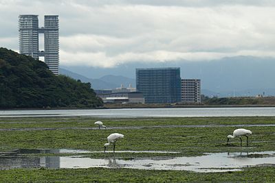 和白濕地