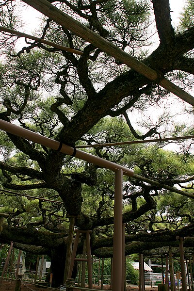 Yōgō no Matsu