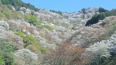 吉野町
