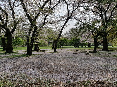 สวนโยะโยะงิ